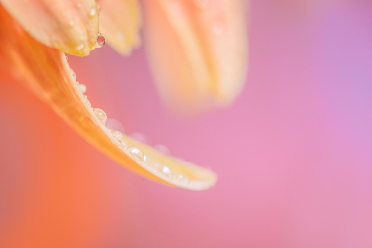 gotas de água nas pétalas da flor foto