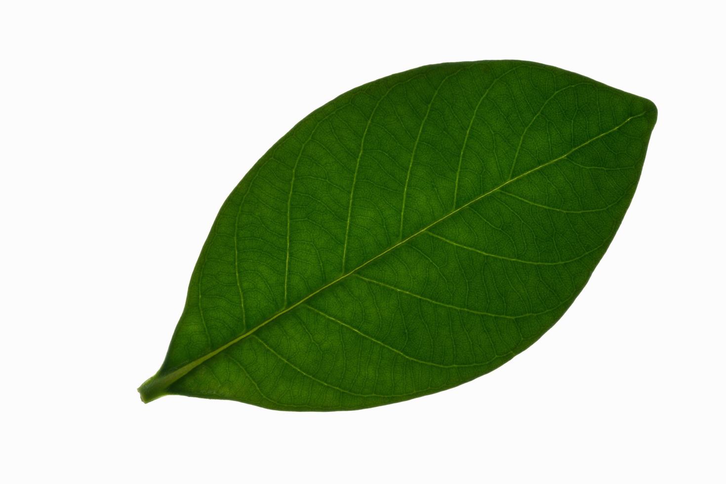 folha verde em fundo branco foto