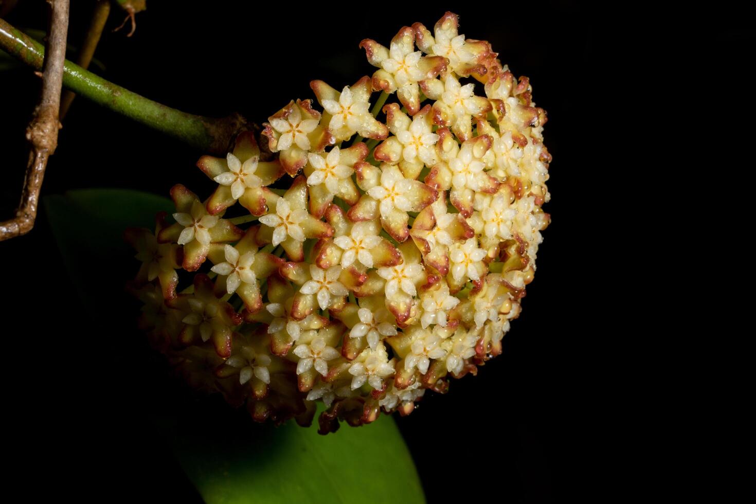 flores de soja, foto em close