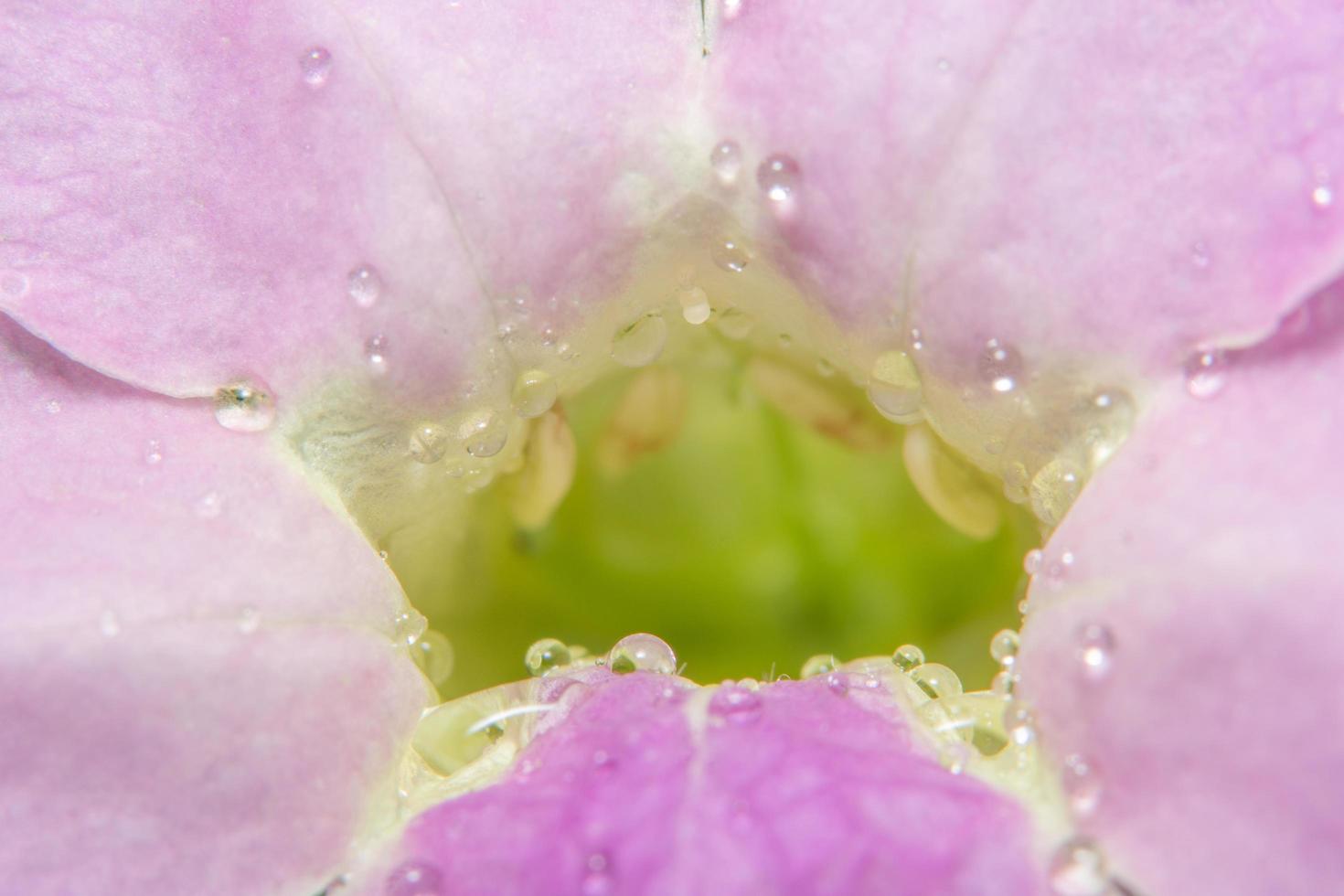 flor colorida, foto close-up