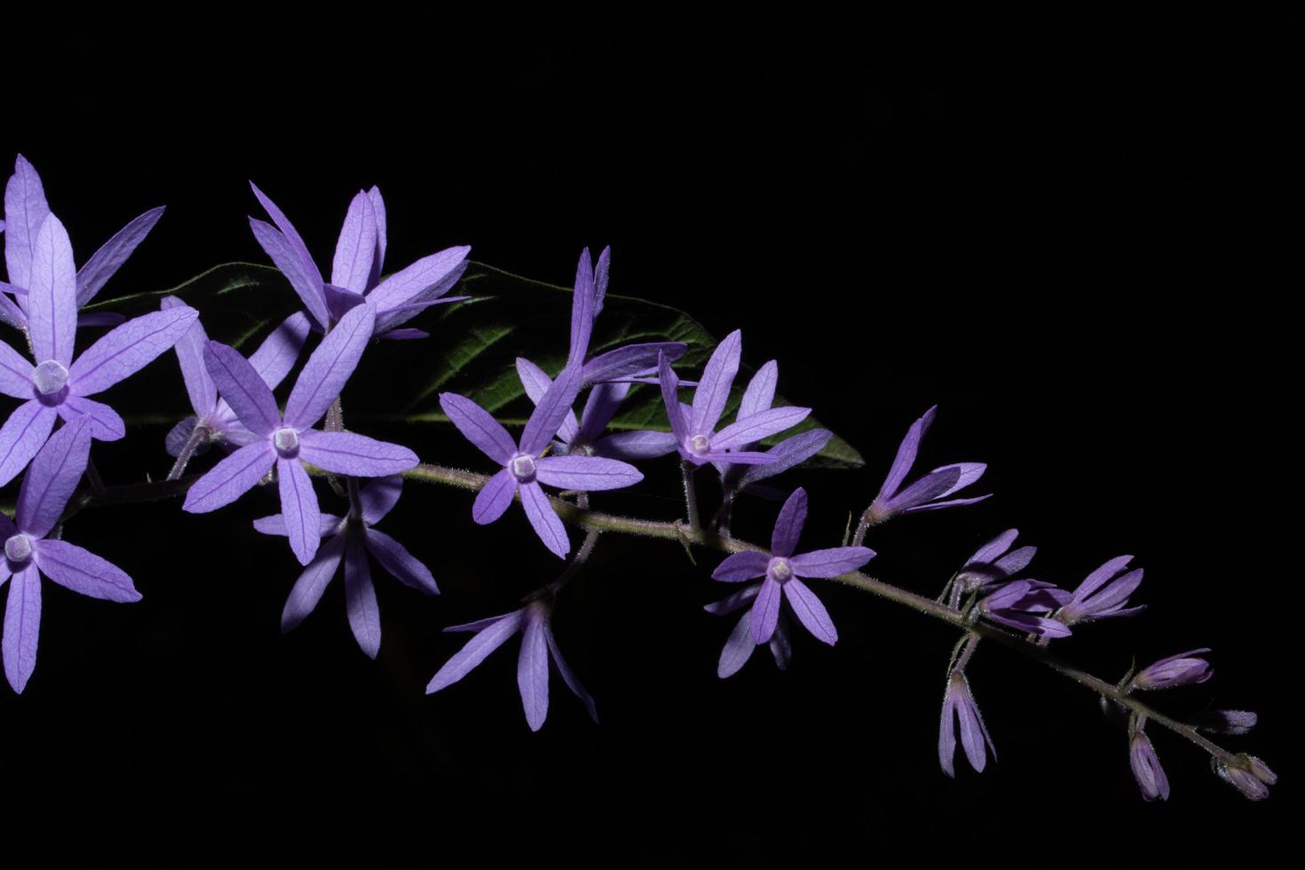 fundo de close-up de flores foto