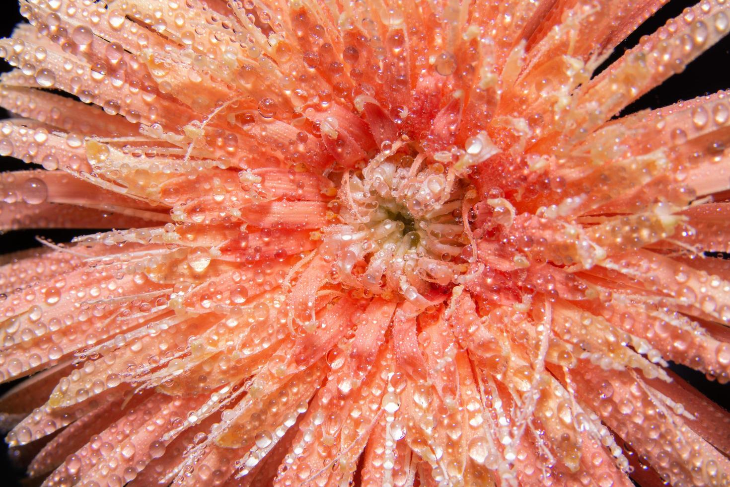 gotas de água nas pétalas da flor foto