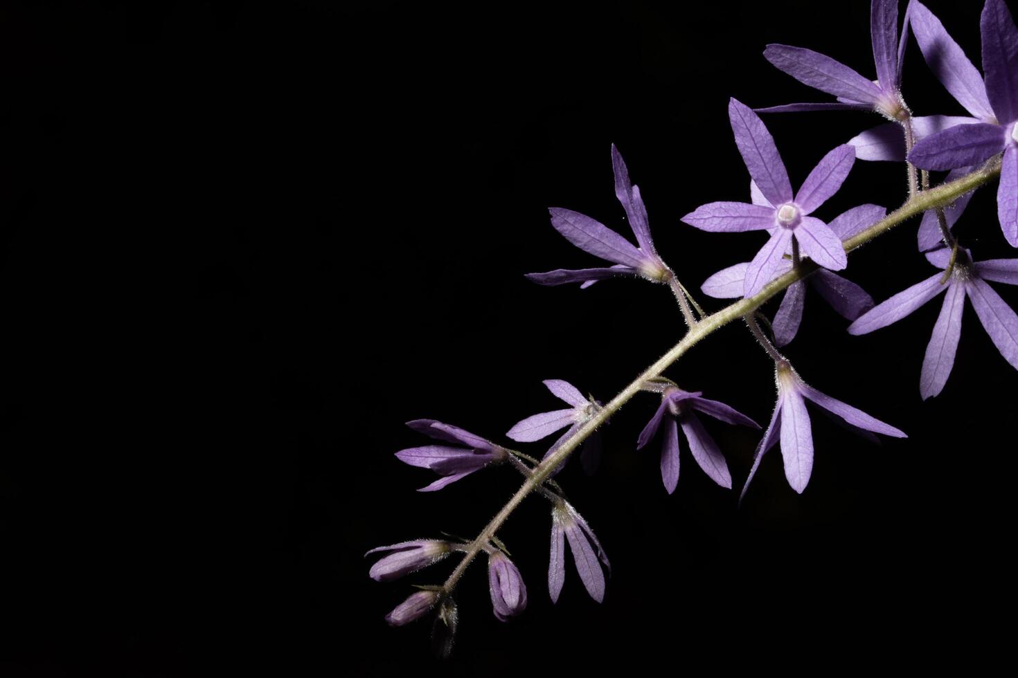 fundo de close-up de flores foto