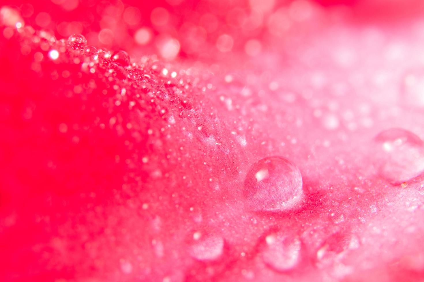 gotas de água nas pétalas da flor foto