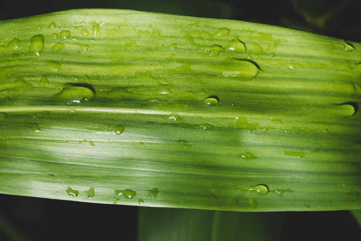 gotas de água em uma folha foto