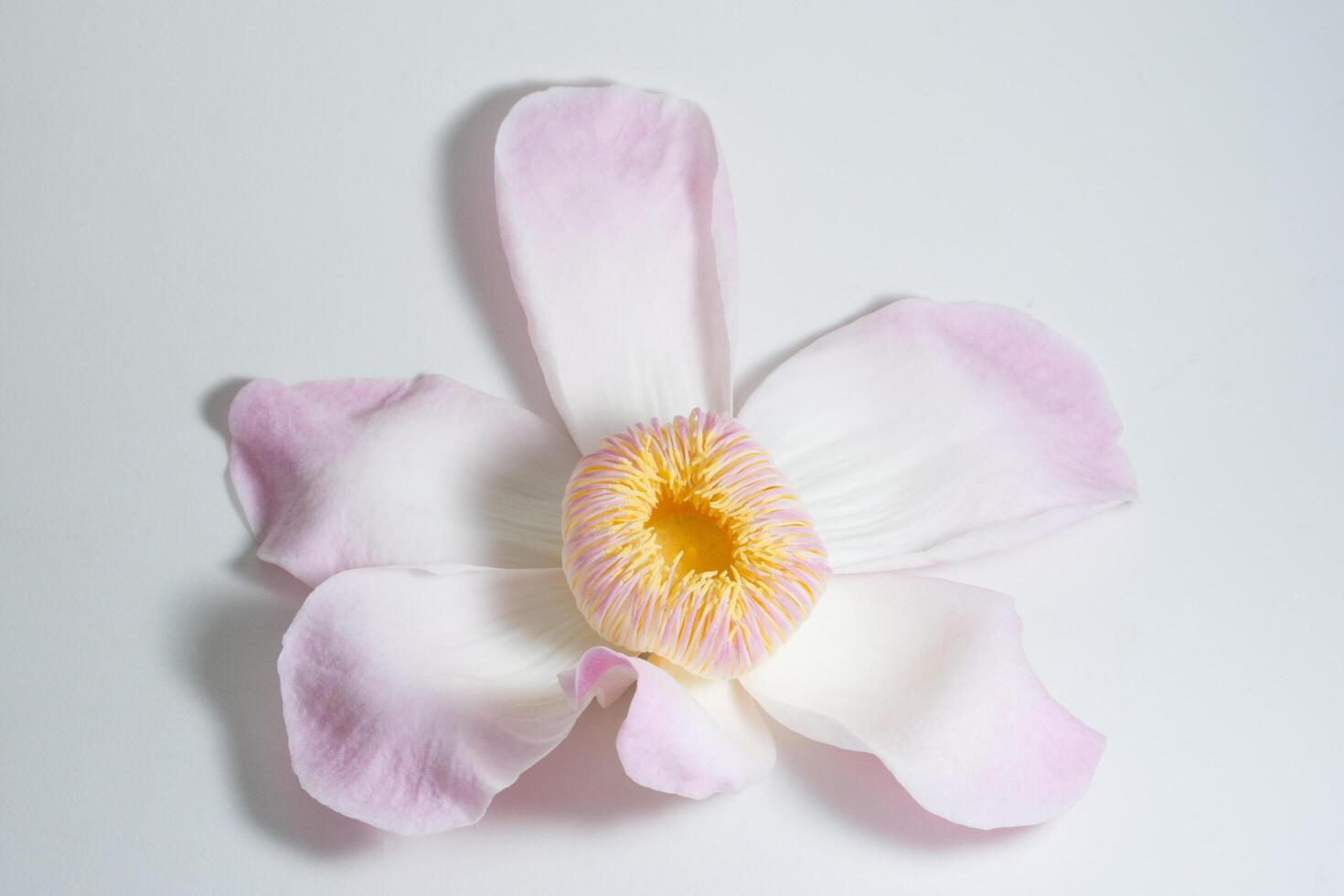 flor rosa e branca, foto close-up