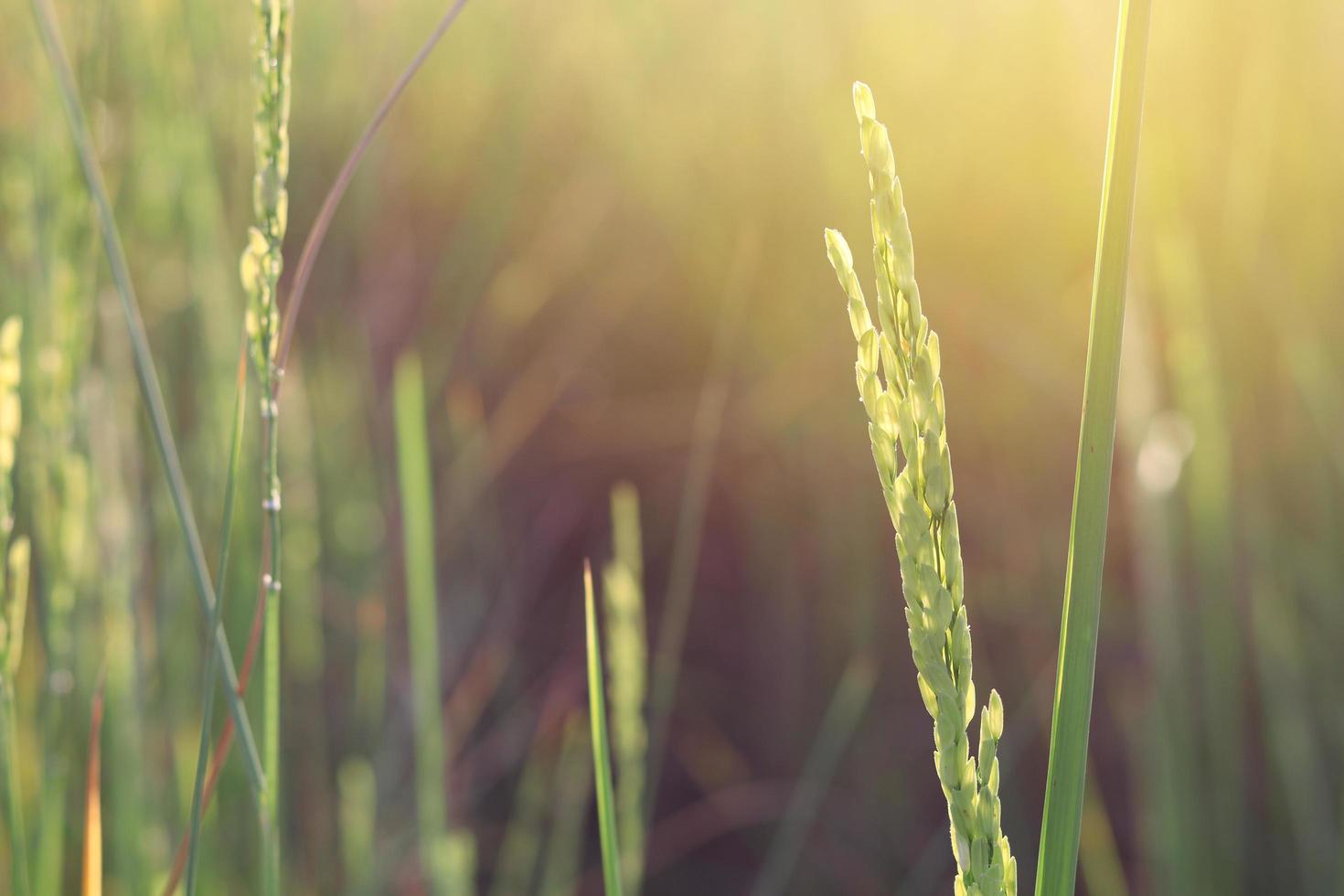 campo de arroz ao sol da manhã foto