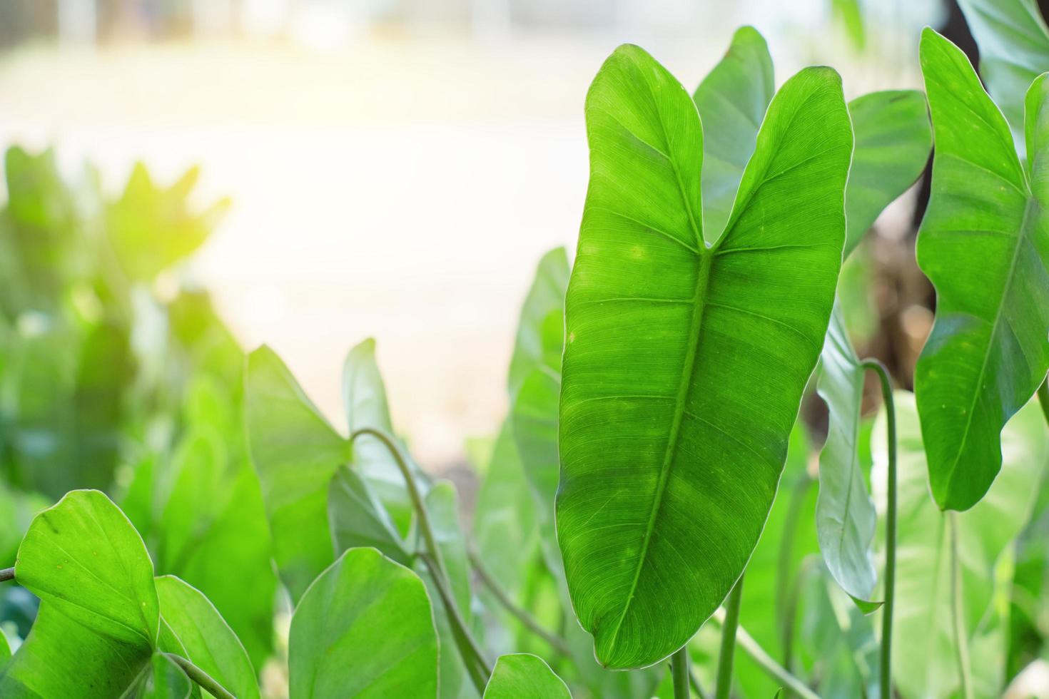 folhas verdes de elefante foto