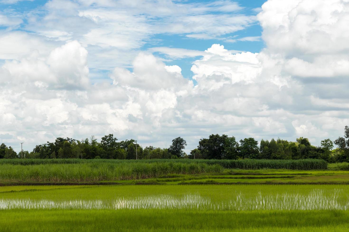 campo verde e céu azul foto