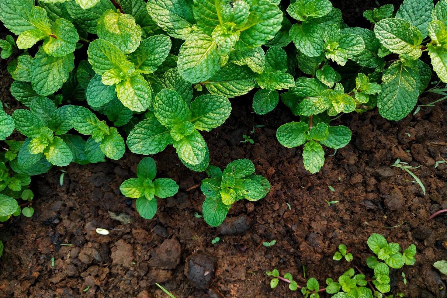 plantas de hortelã no chão foto