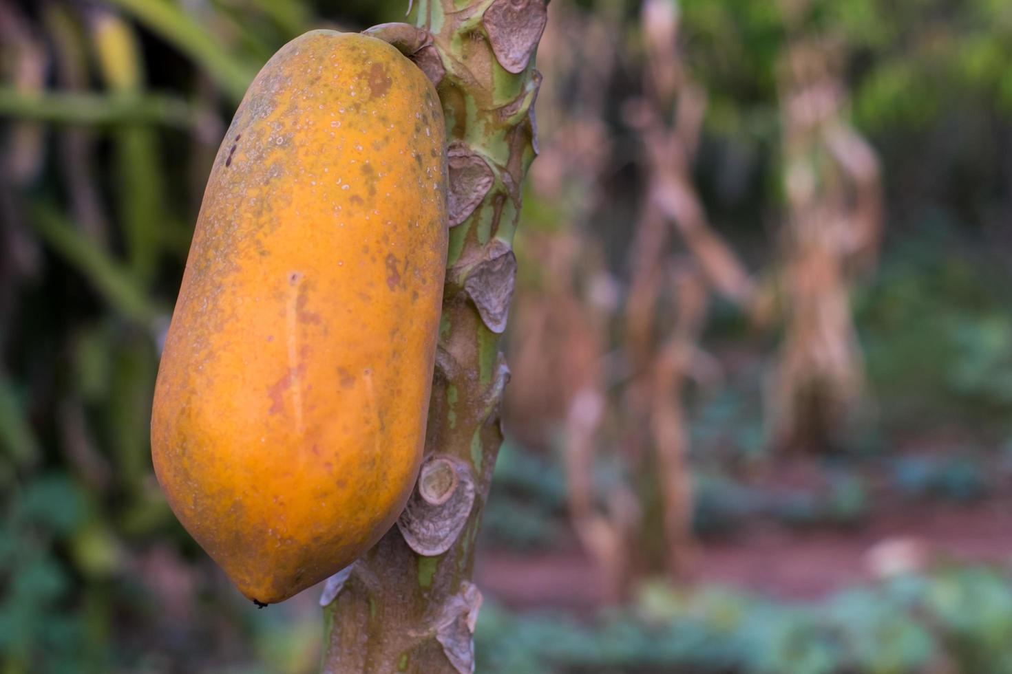 fruta madura da papaia foto