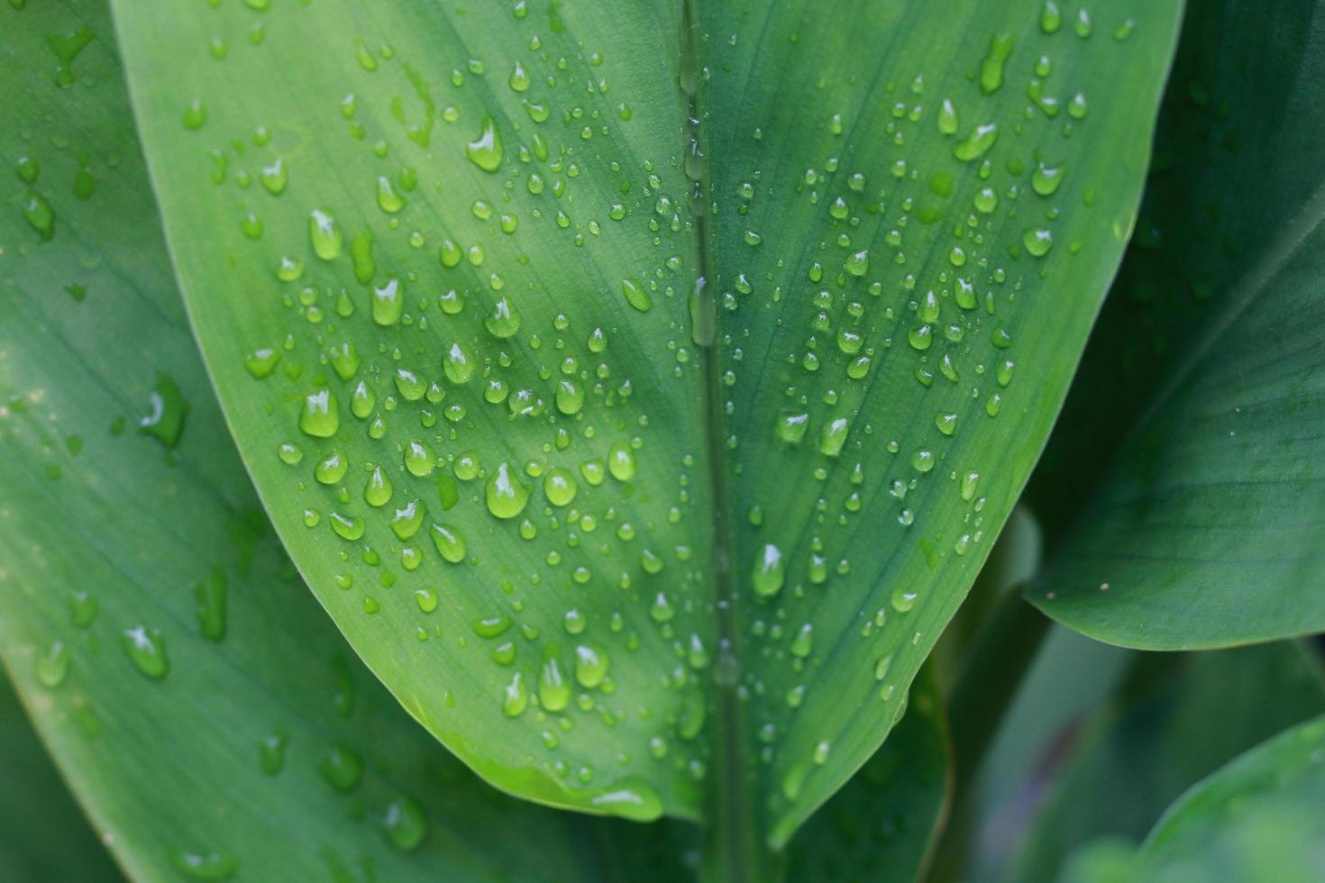 gotas de orvalho nas folhas verdes foto