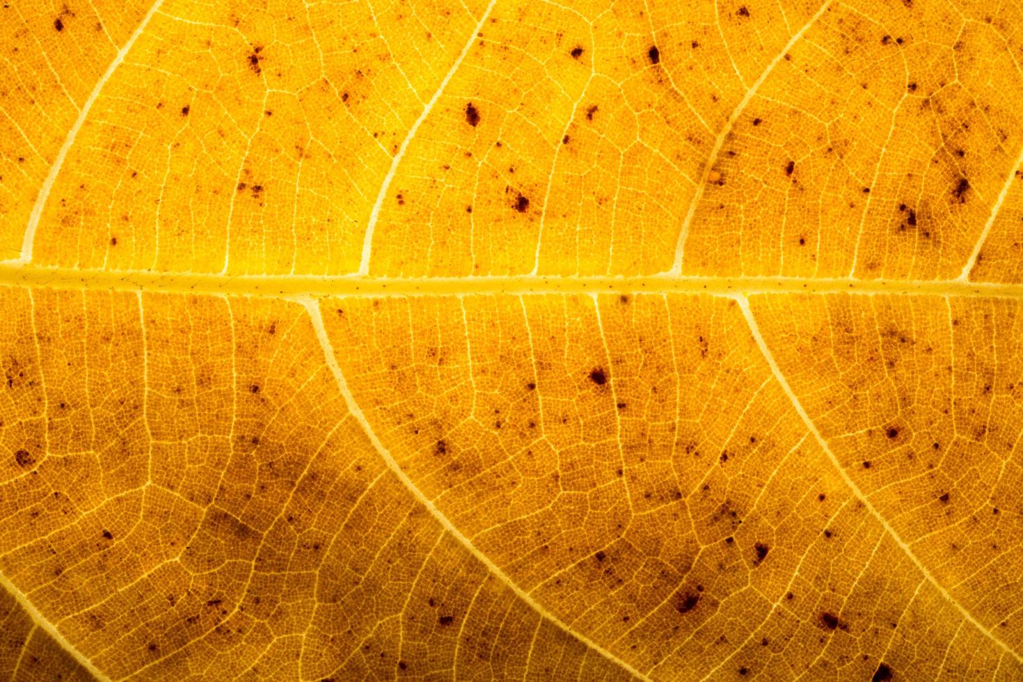 textura de fundo de uma folha foto