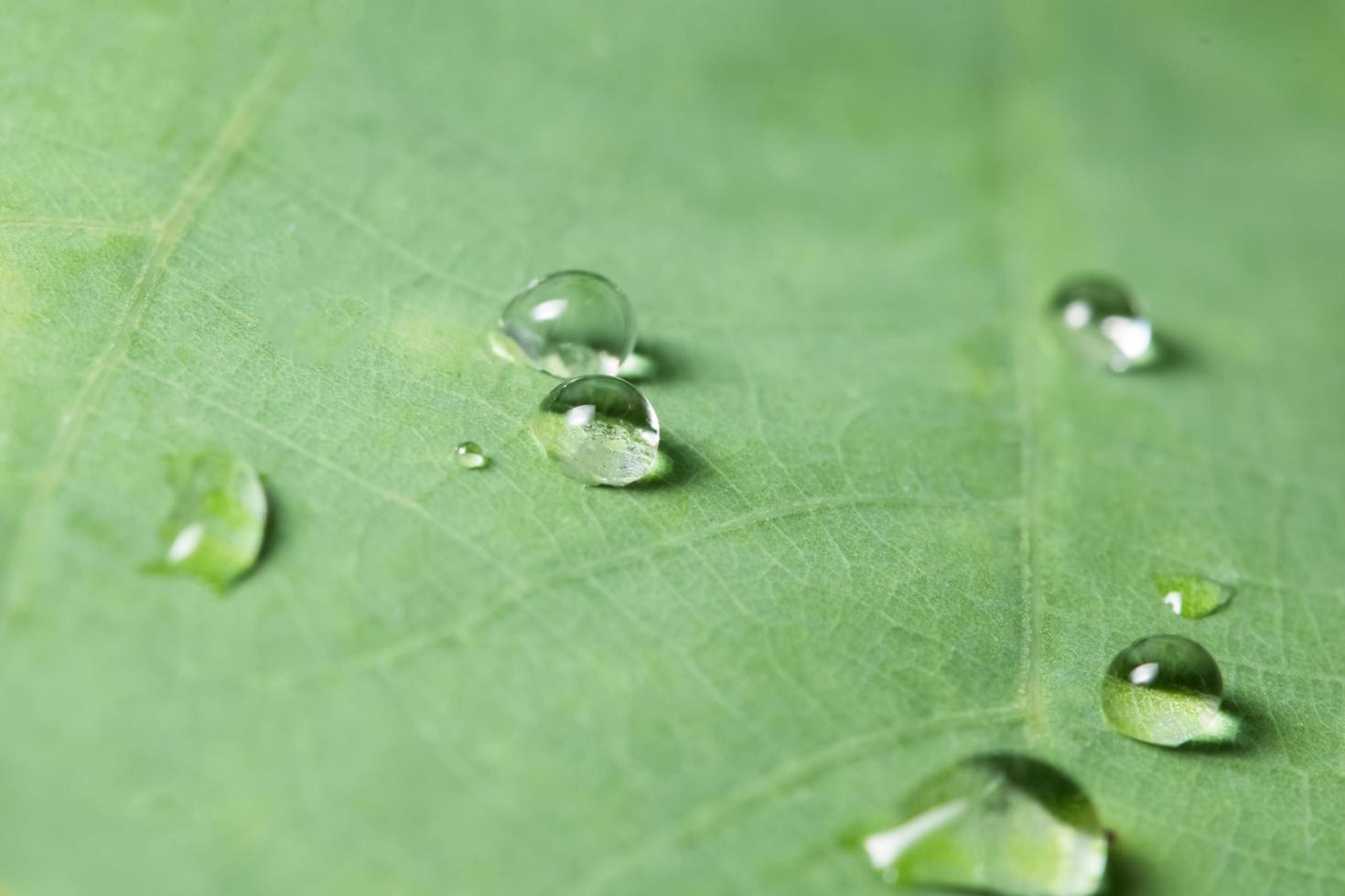 gotas de água em uma folha foto