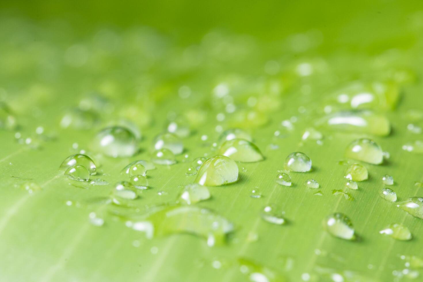 gotas de água em uma folha foto