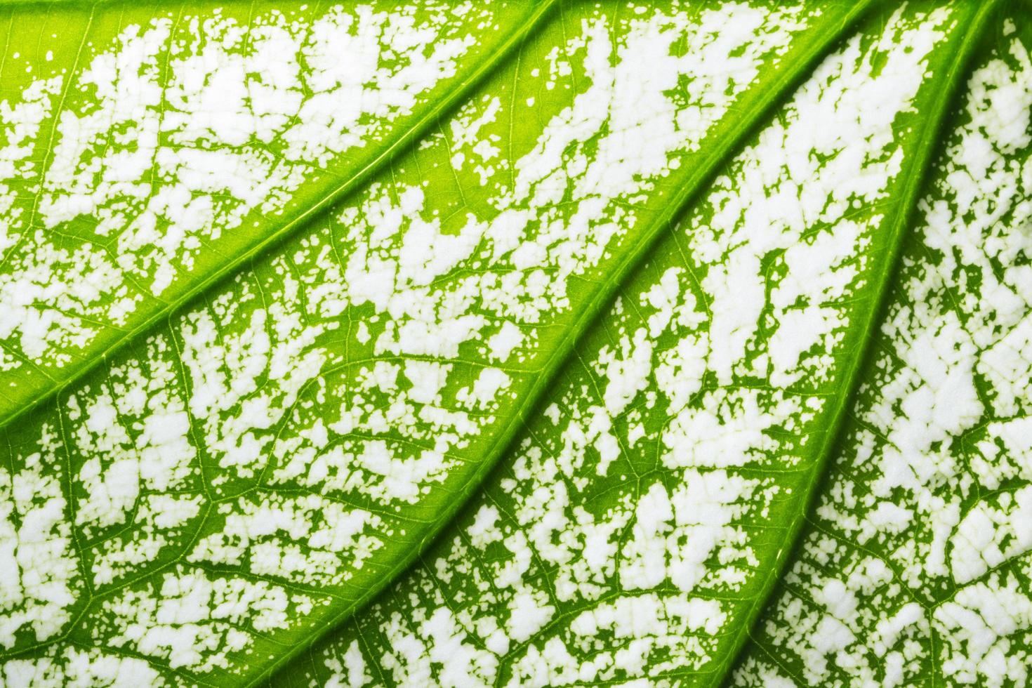 padrão de folha, close-up foto