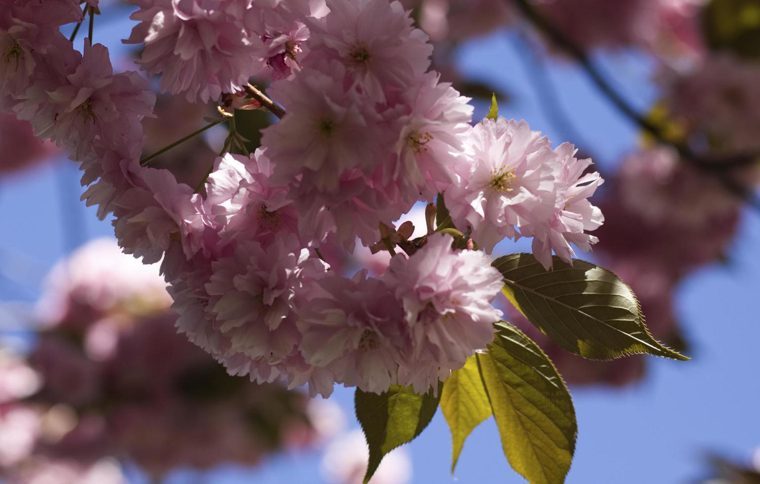 close-up de flores de cerejeira rosa foto