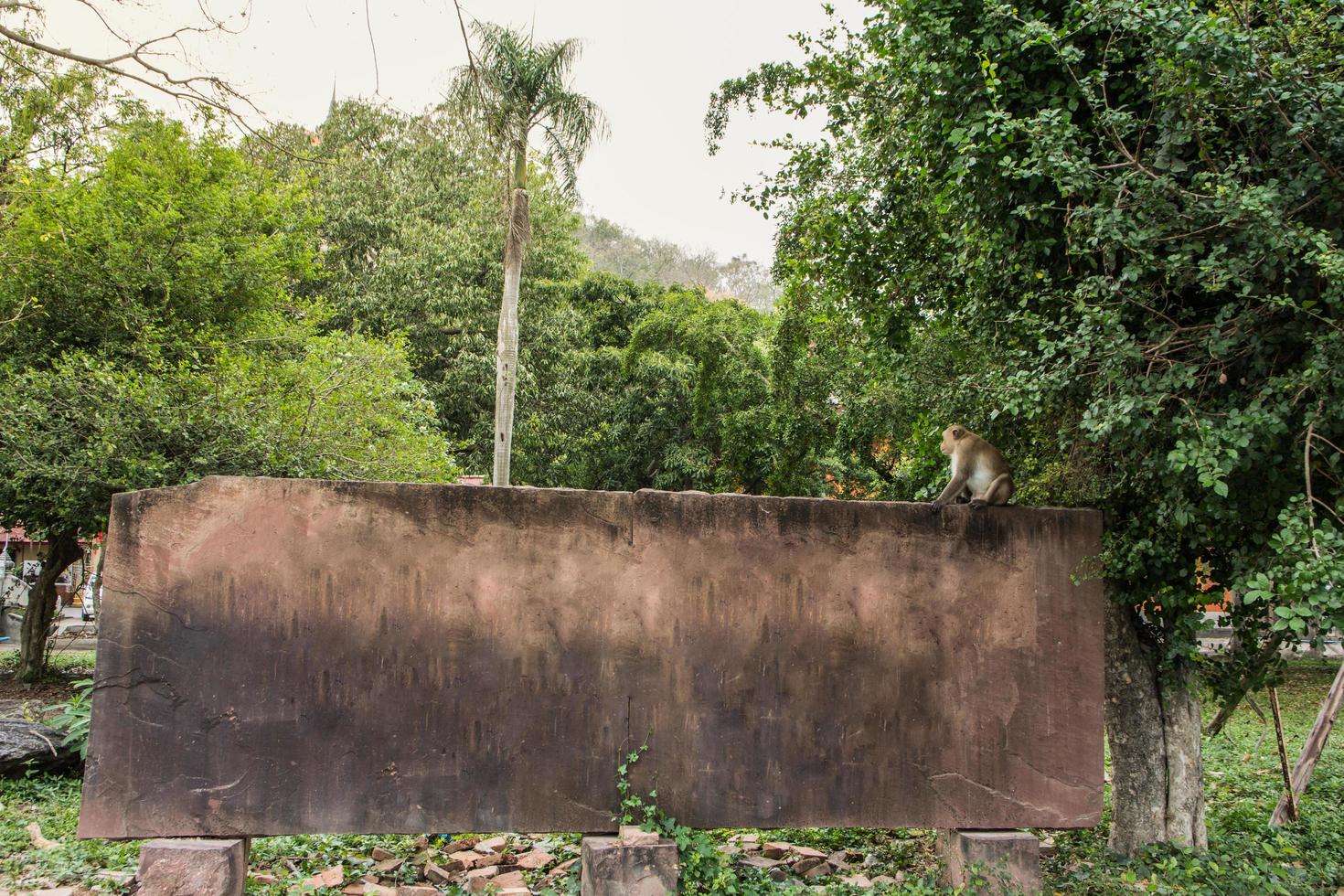 macaco na parede foto