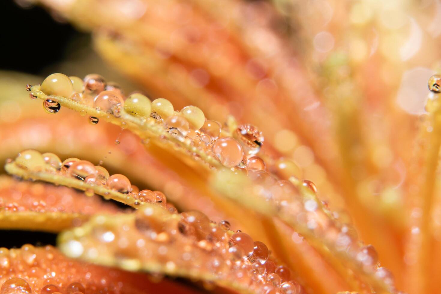 gotas de água nas pétalas da flor de laranjeira, close-up foto