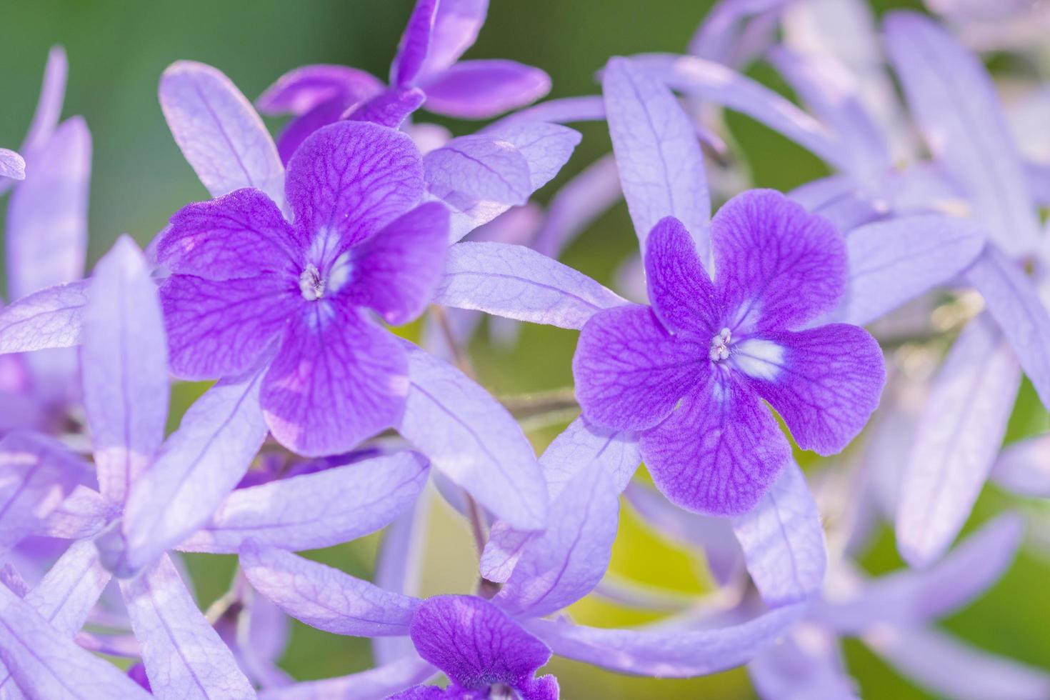 fundo de flor roxa foto