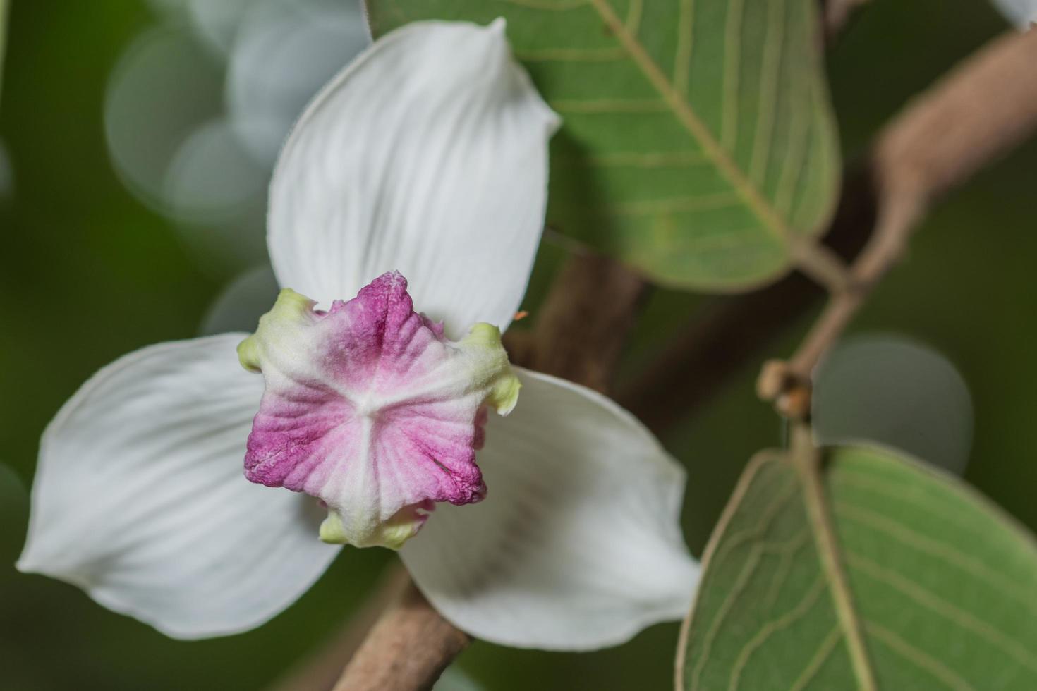 close-up de flor branca foto