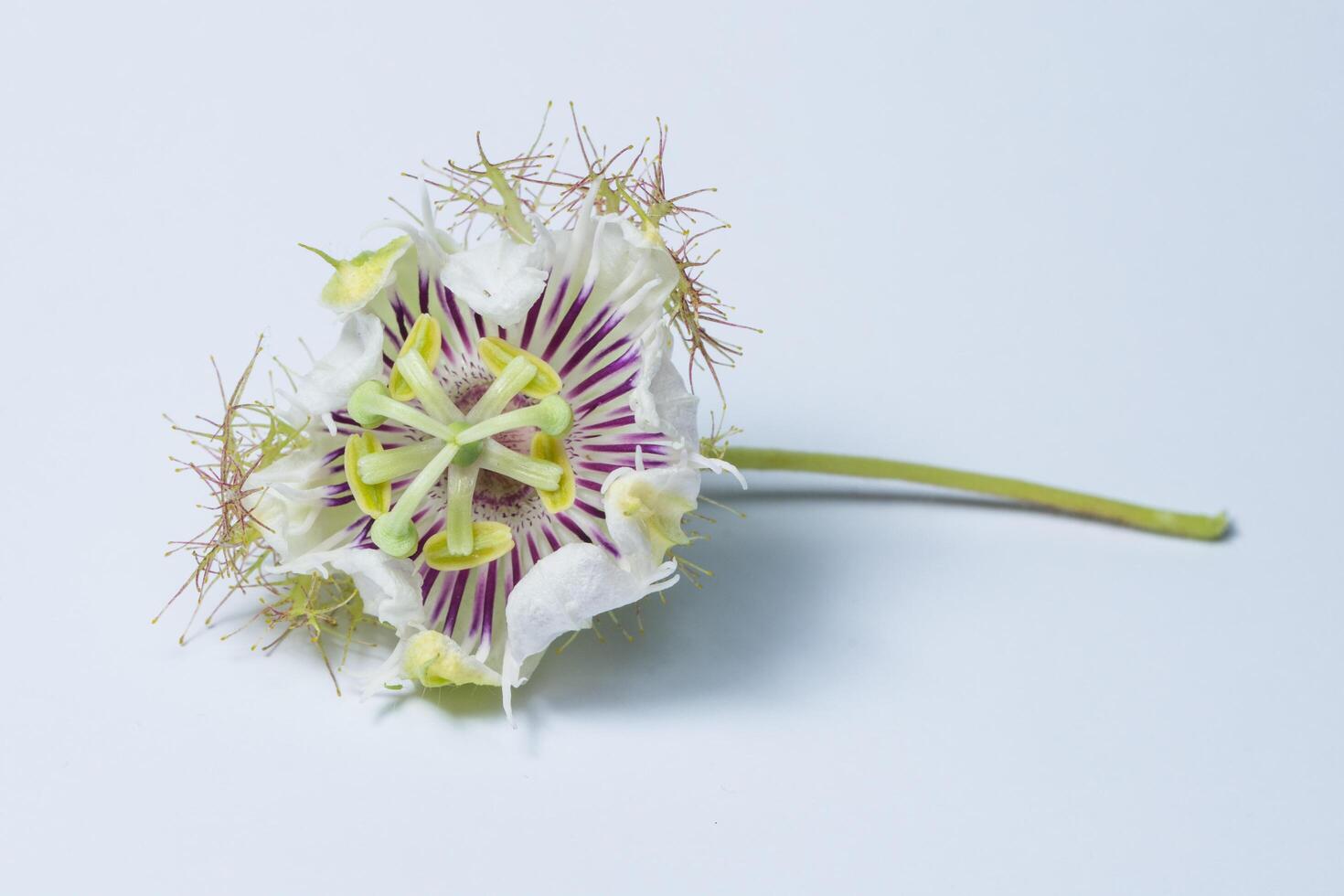 flor roxa e branca em fundo branco foto