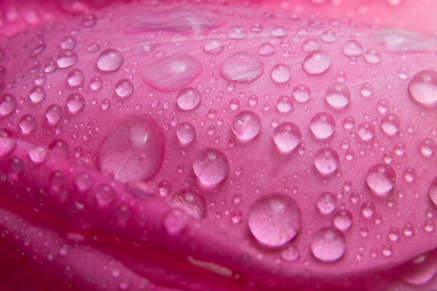 gotas de água nas pétalas de uma rosa rosa foto