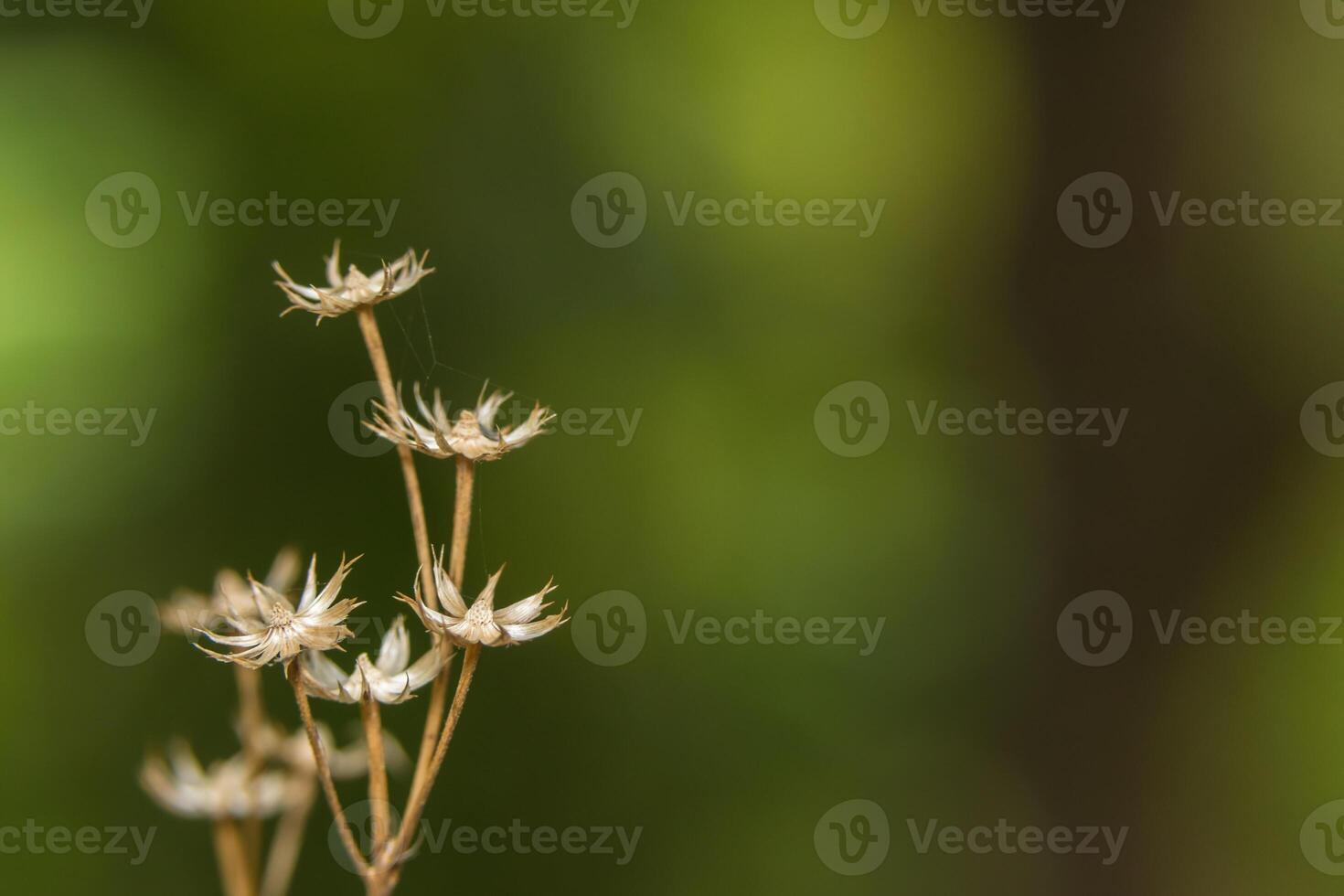 foto de close-up de flores silvestres