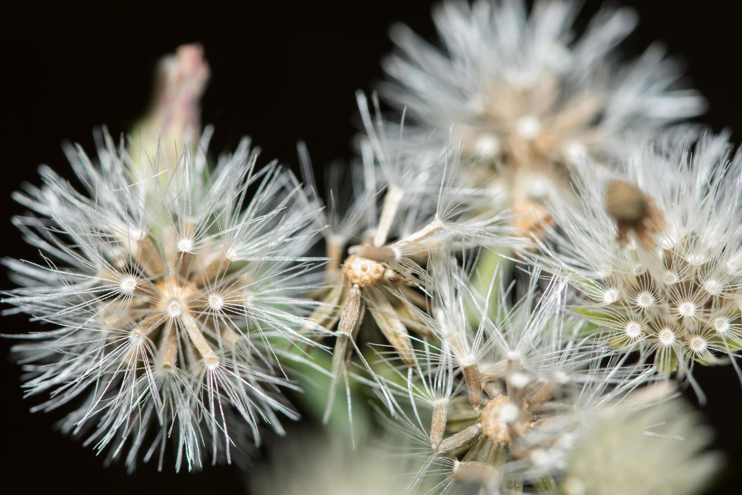 foto de close-up de flores silvestres