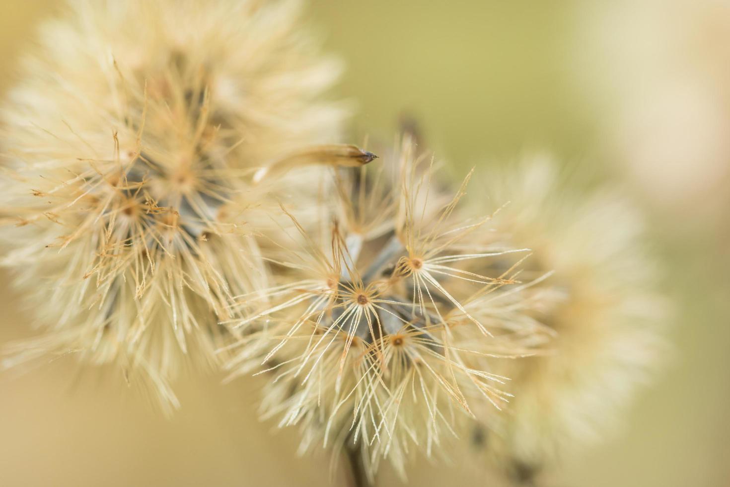 foto de close-up de flores silvestres