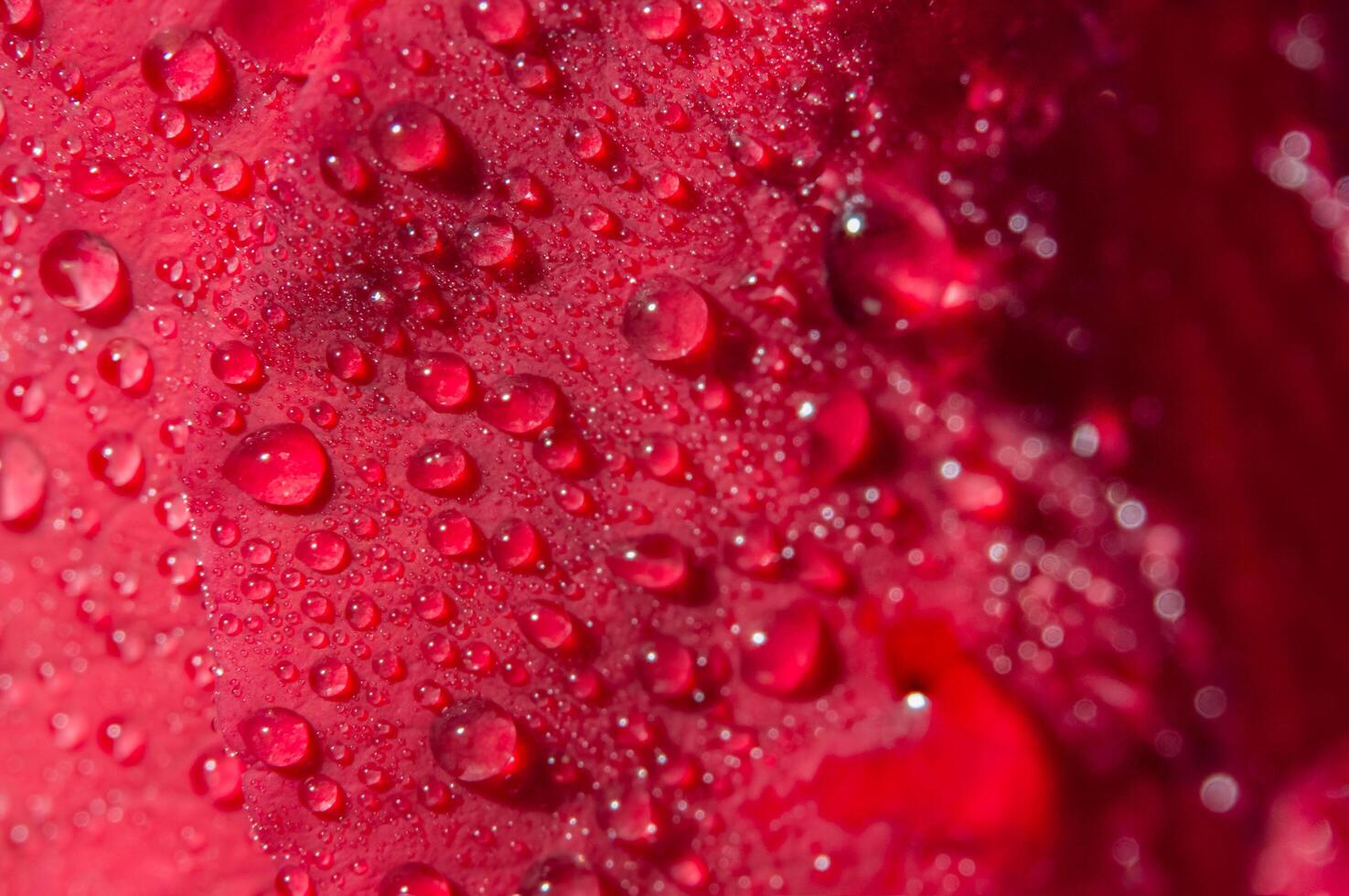 gotas de água em uma rosa vermelha foto