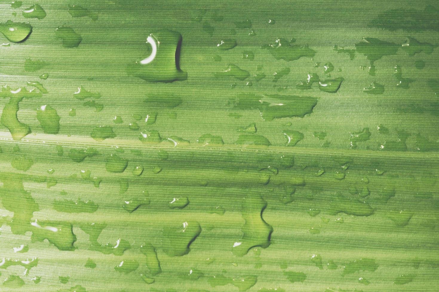 gotas de água em uma folha foto