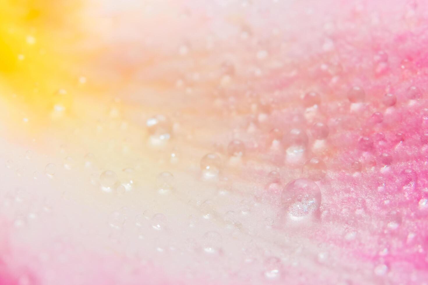 gotas de água nas pétalas de uma rosa rosa foto