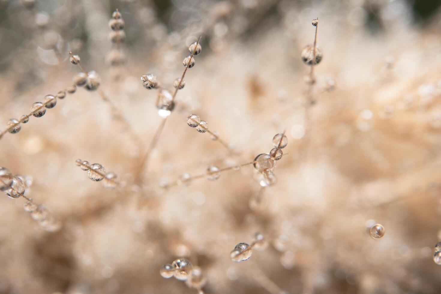 gotas de água em uma flor foto