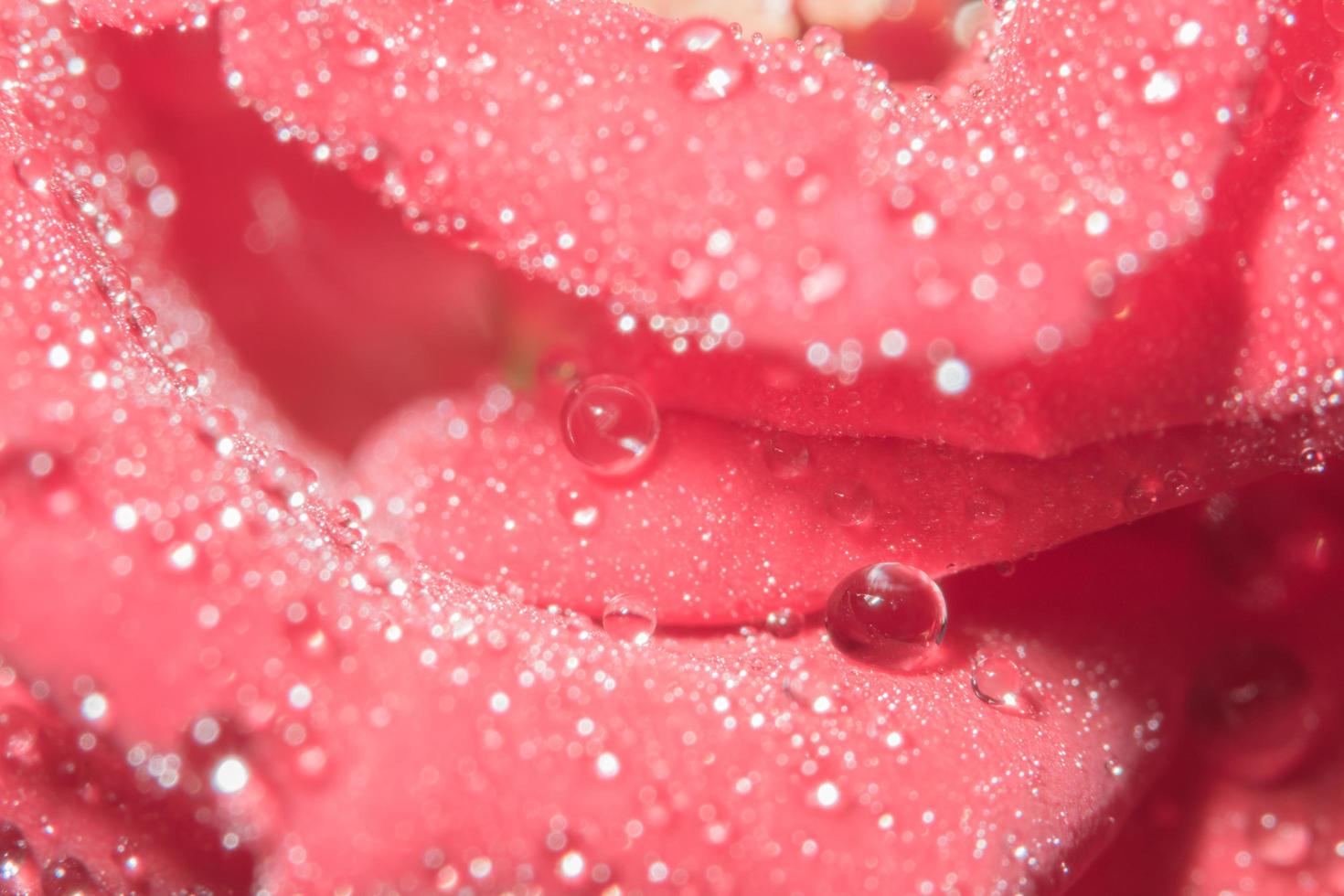 gotas de água em uma rosa vermelha foto