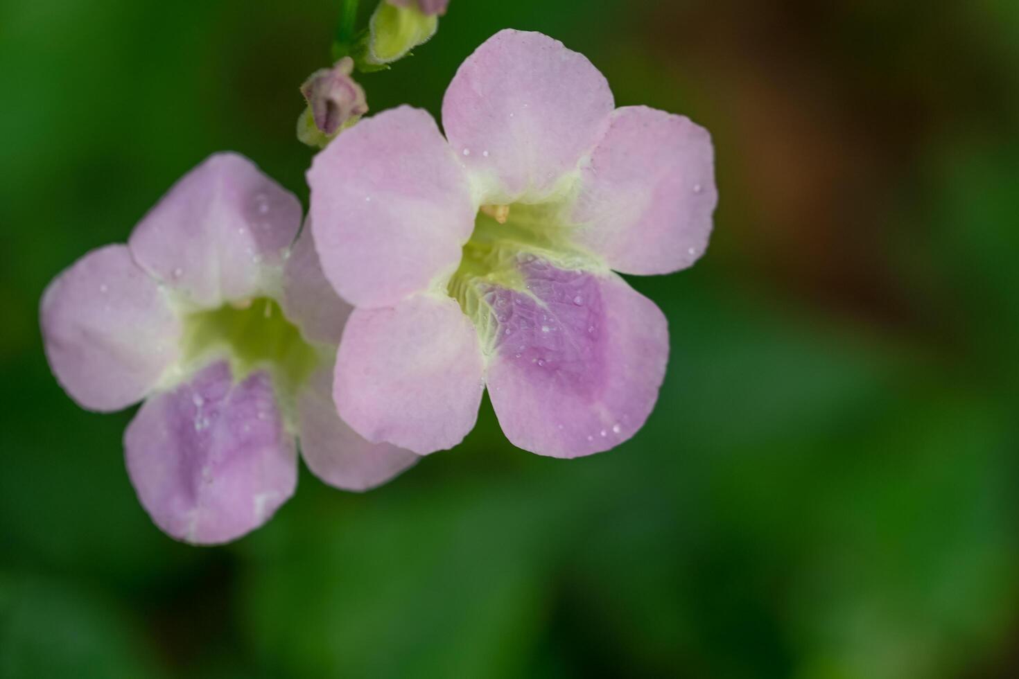 close-up de flor rosa foto