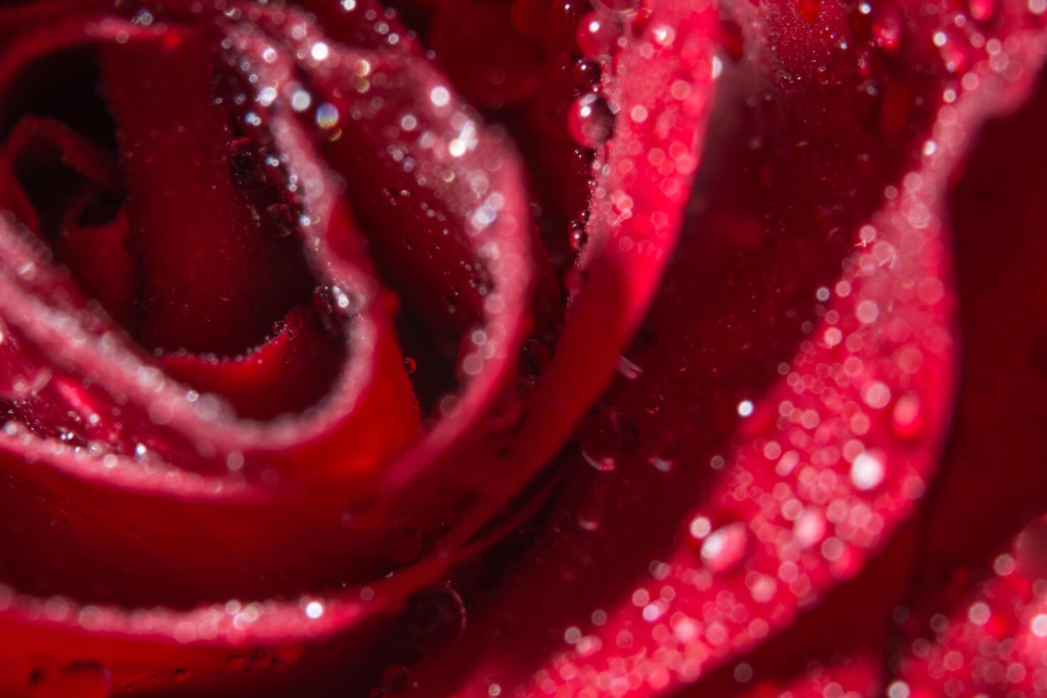 gotas de água em uma rosa vermelha foto