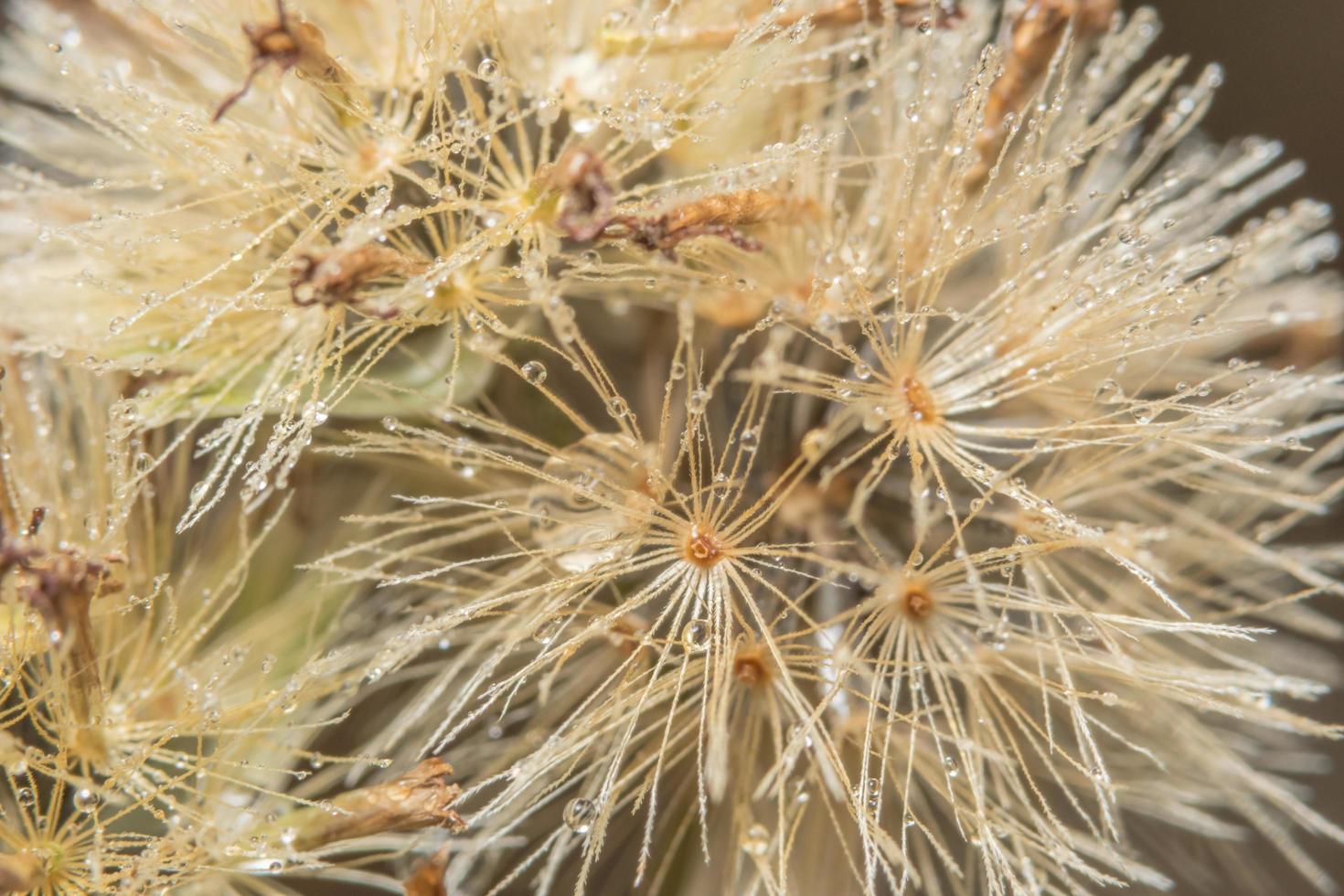 flor silvestre close-up foto