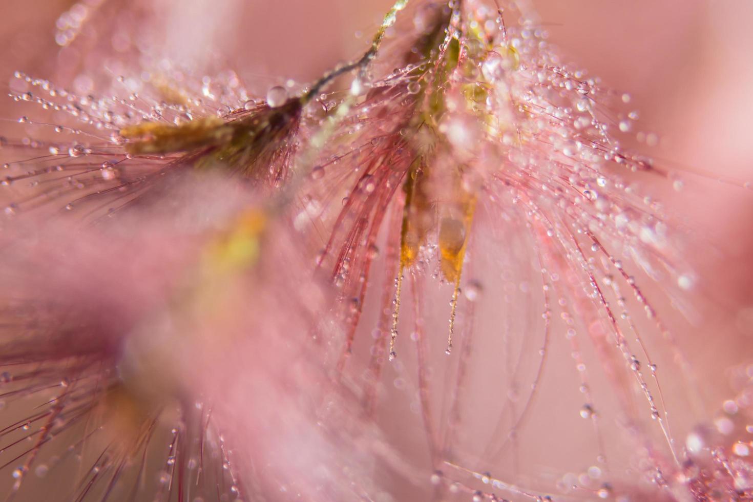 gotas de água em flores silvestres, fundo desfocado foto