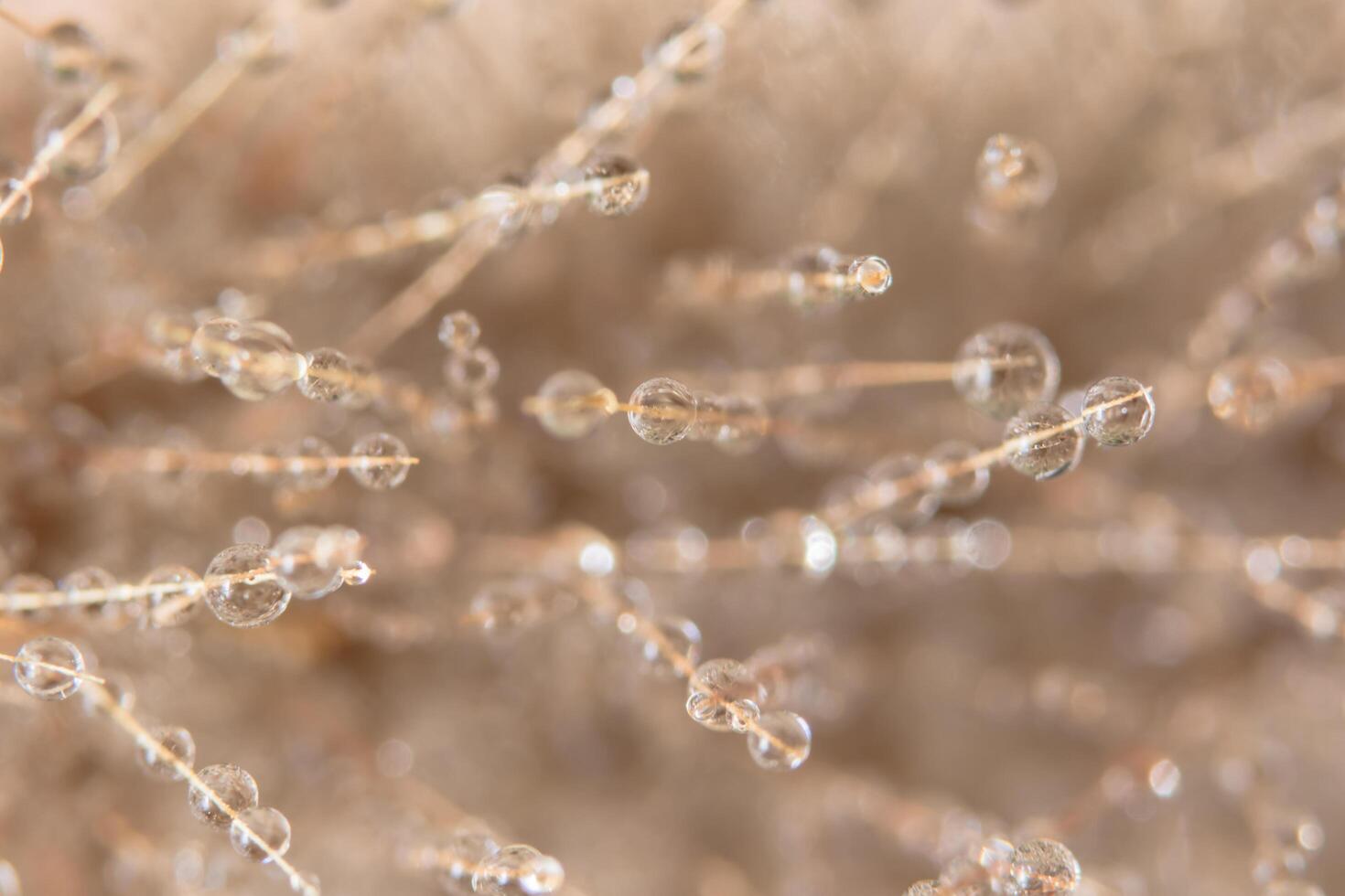 gotas de água em uma flor foto