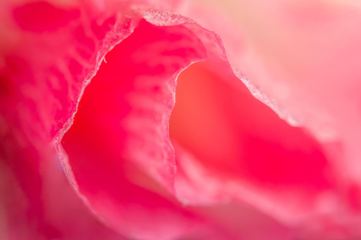 close-up de pétalas de flores rosa foto