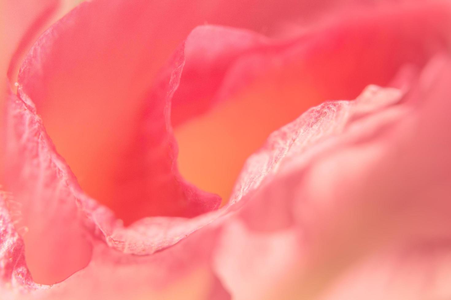 close-up de pétalas de flores rosa foto