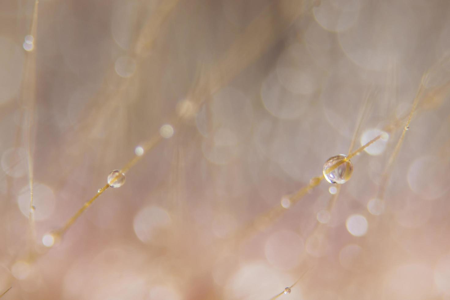 gotas de água em flores silvestres, fundo desfocado foto