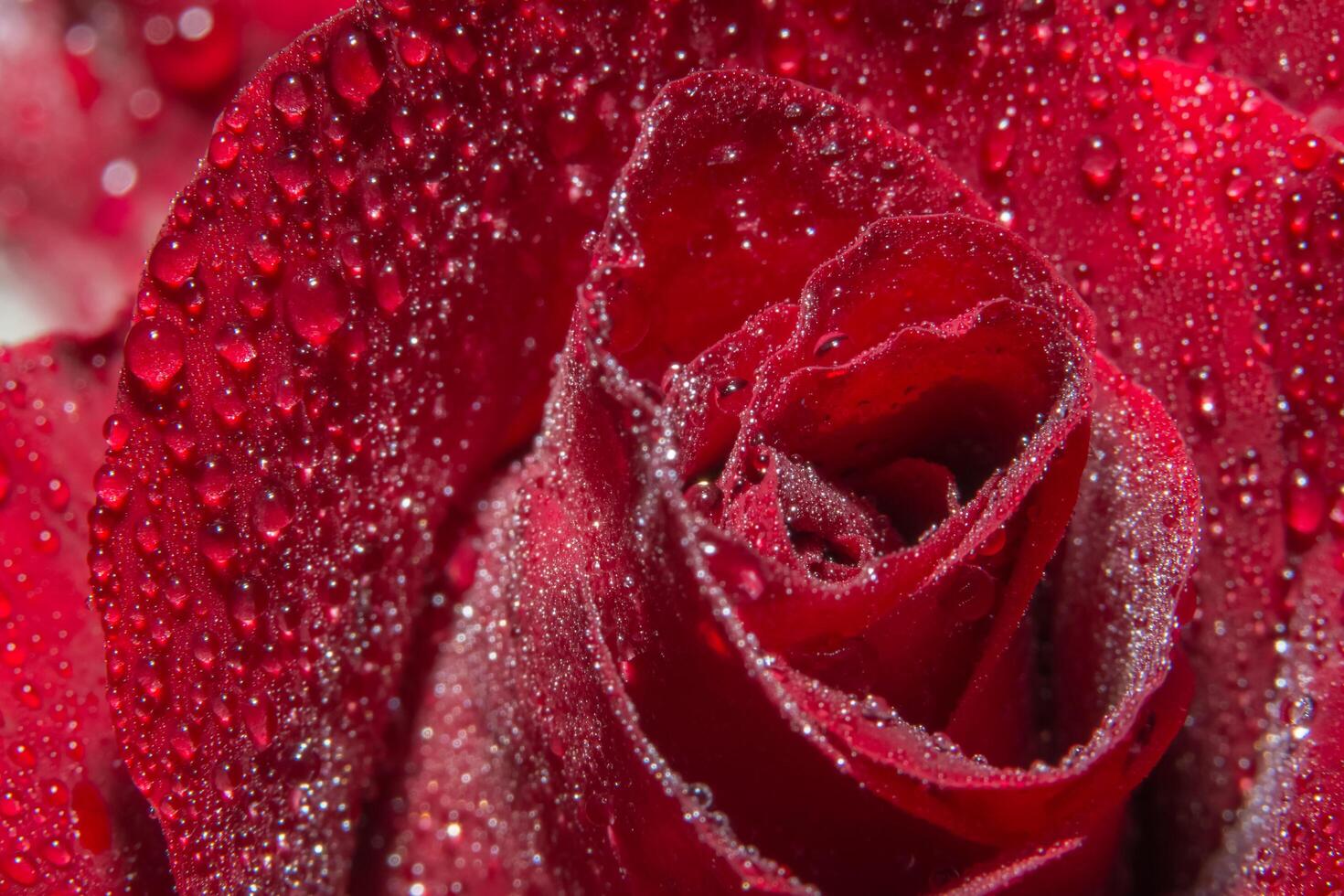 gotas de água em uma rosa vermelha foto