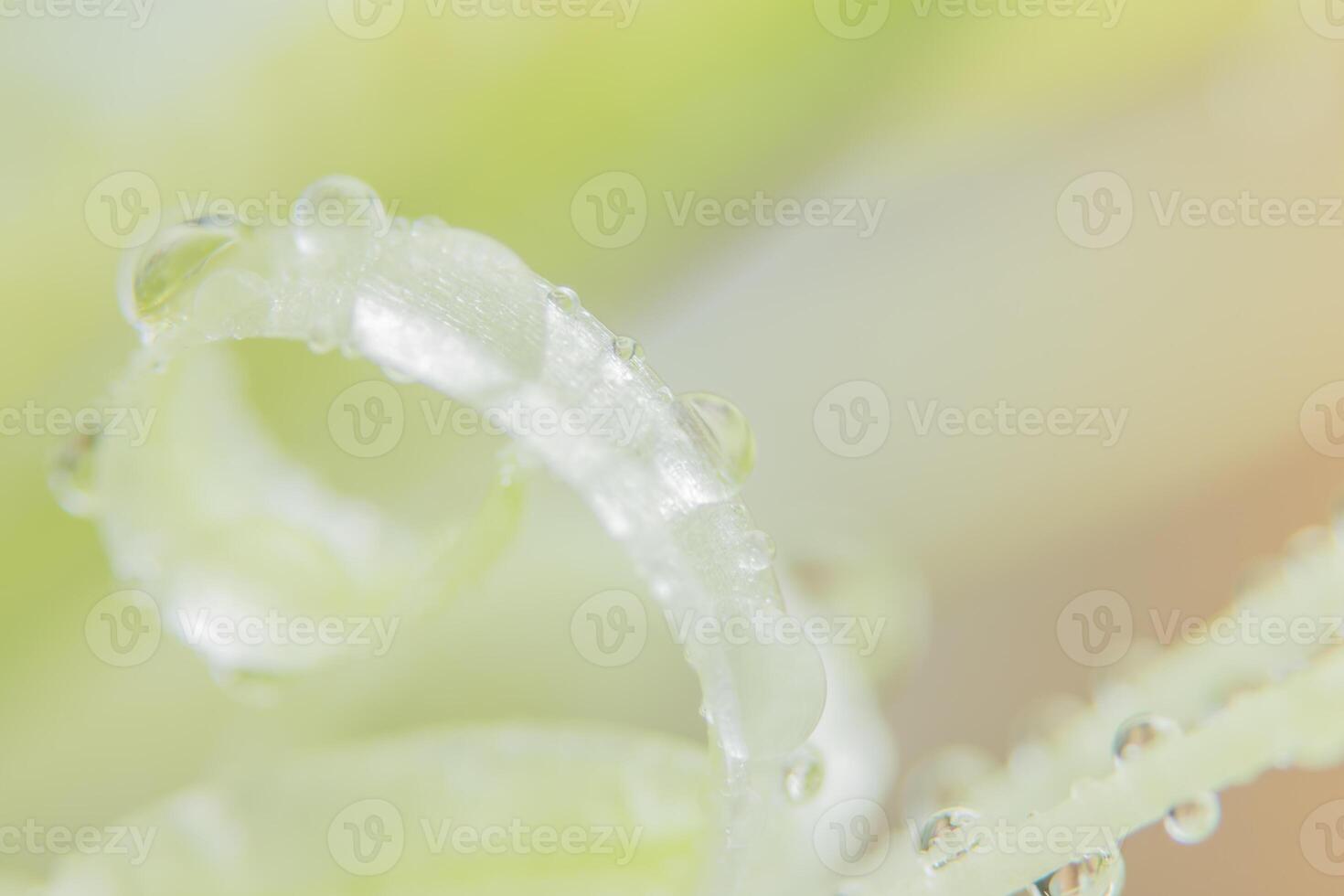 gotas de água em uma planta verde foto