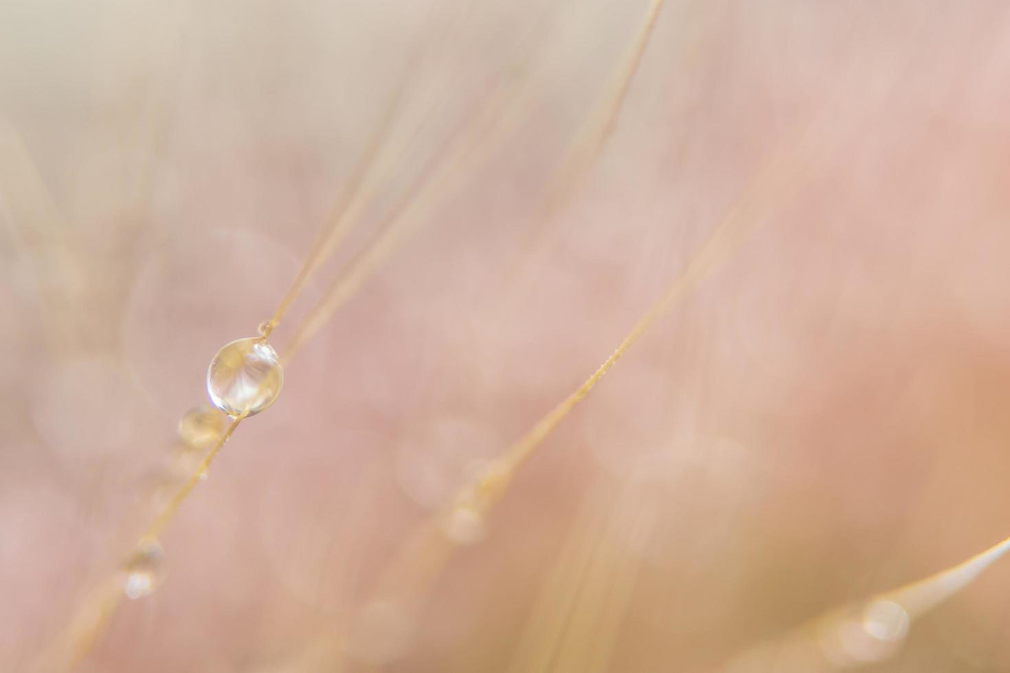 gotas de água em flores silvestres, fundo desfocado foto