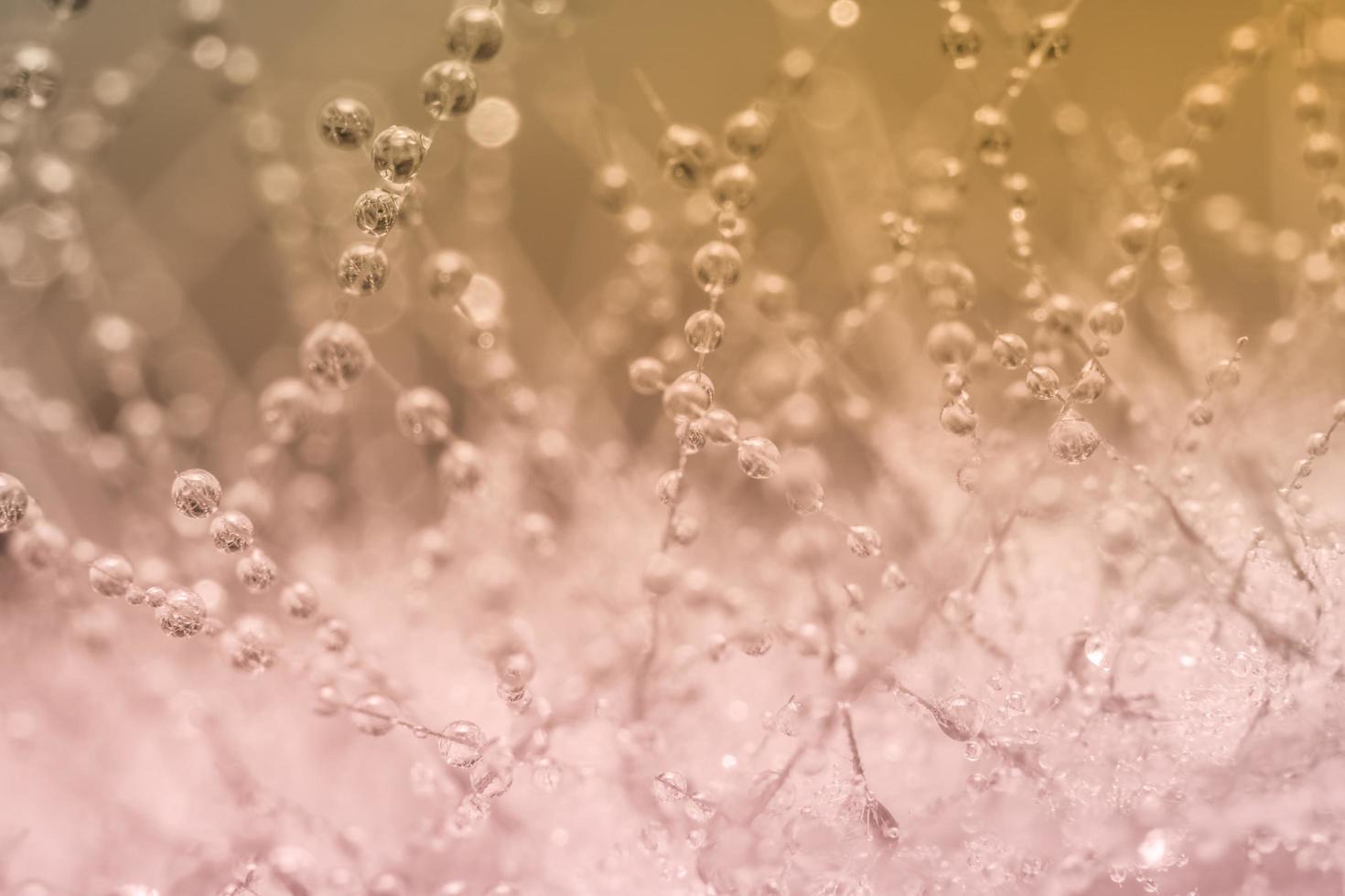 gotas de água em uma planta foto