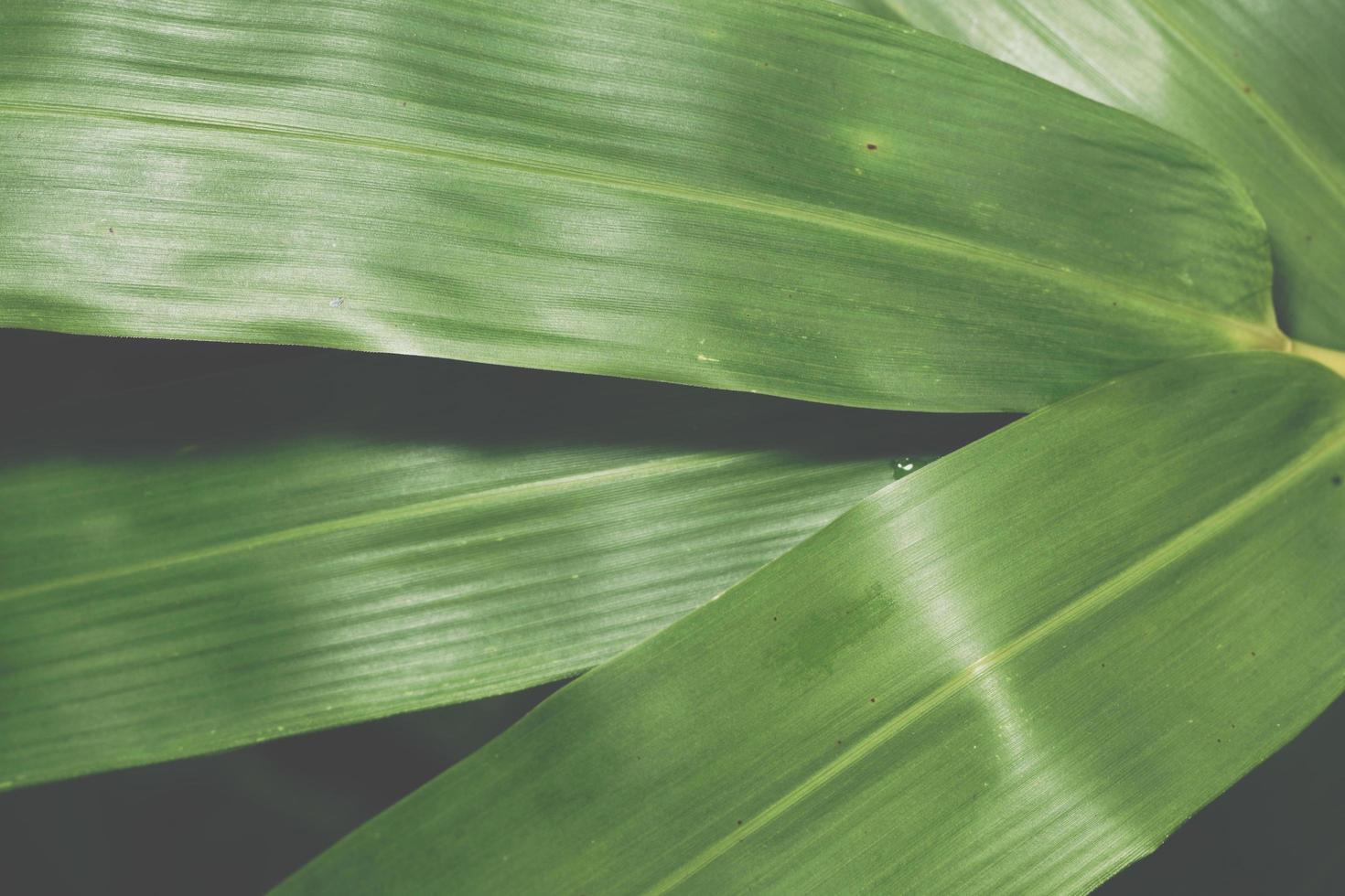 fundo de folhas verdes foto