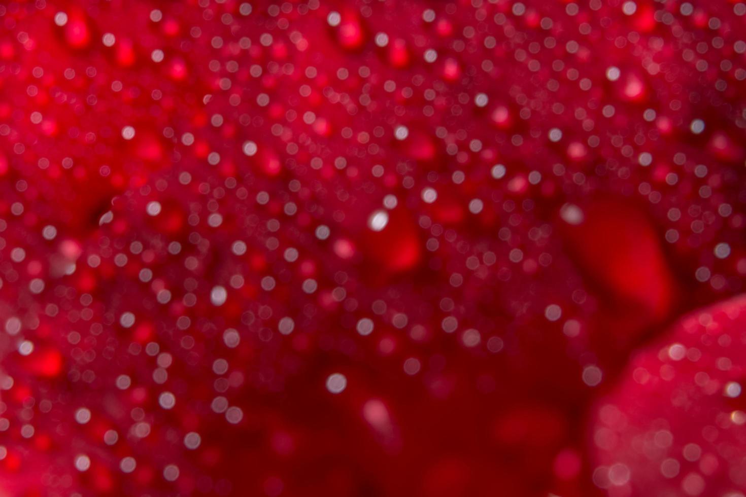 gotas de água em uma rosa vermelha, fundo desfocado foto