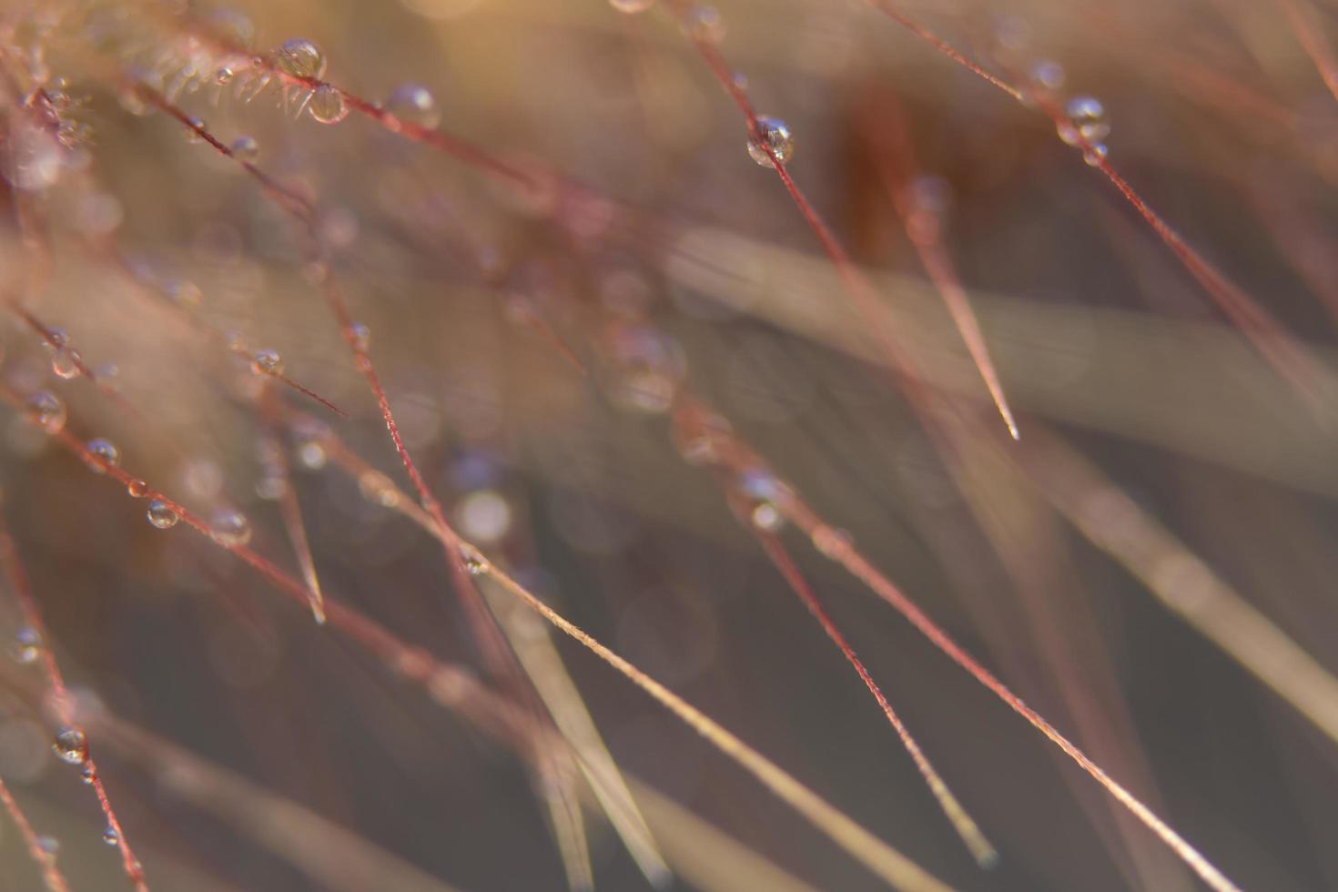 gotas de água em flores silvestres, fundo desfocado foto